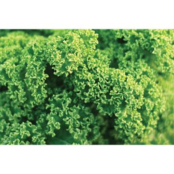 Starbor F1 Kale - Brassica oleracea acephala