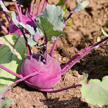 Purple Kohlrabi Blaro