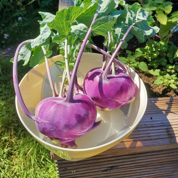 Early Vienna Purple Kohlrabi - Brassica oleracea gongylodes