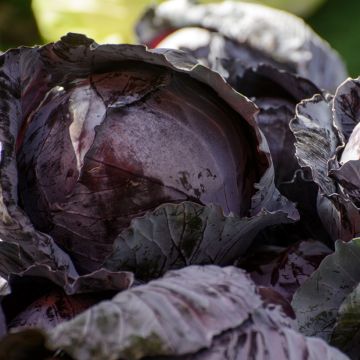 Red CabbageTête Noire - Brassica oleracea capitata