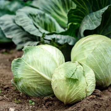 Cabbage Texas F1 - Brassica oleracea capitata