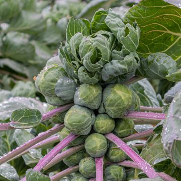 Brussels Sprouts Rosny - Brassica oleracea gemmifera