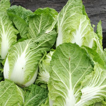 Michihili Chinese Cabbage - Brassica pekinensis