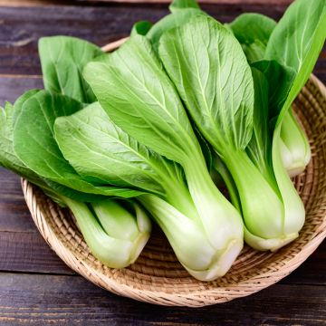 Chinese Cabbage Green Fortune F1 - Pak Choi