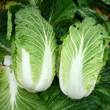 Napa Cabbage - Pe-Tsai