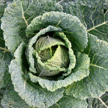 Savoy Cabbage Gros des Vertus 4 - Ferme de Sainte Marthe Seeds