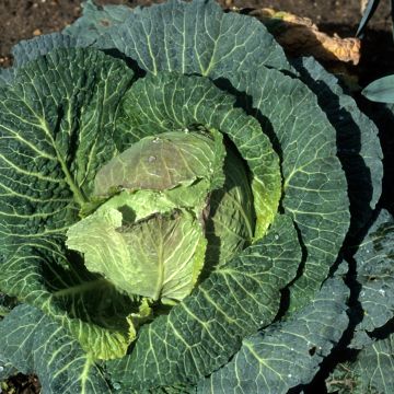 Savoy Cabbage Vertus - Vilmorin Seeds