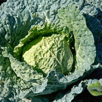 Savoy Cabbage Saint Jean