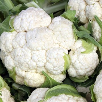 Cauliflower Multi-head F1