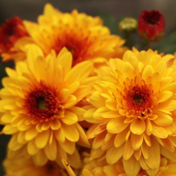 Chrysanthemum indicum Bienchen