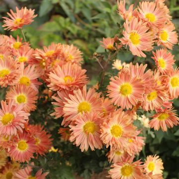 Chrysanthemum indicum Cottage Apricot