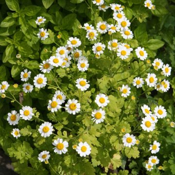 Chrysanthemum parthenium Aureum, Marguerite