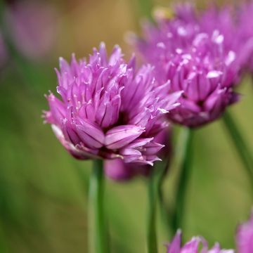 Chives - Allium schoenoprasum seeds