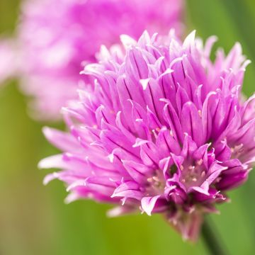 Organic Chives plants - Allium schoenoprasum