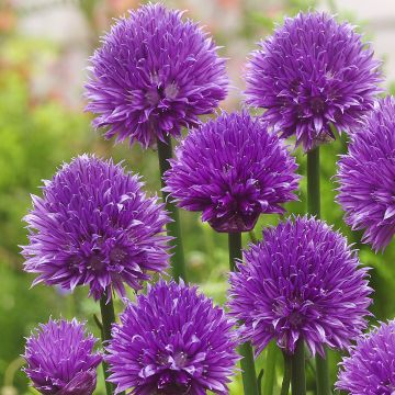 Chives Forescate- Allium schoenoprasum