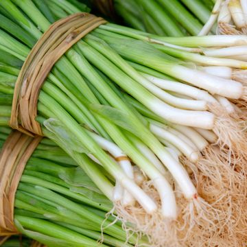 Chinese Chives organic seeds - Allium tuberosum