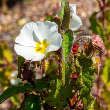 Cistus populifolius - Poplar-leaved Rockrose