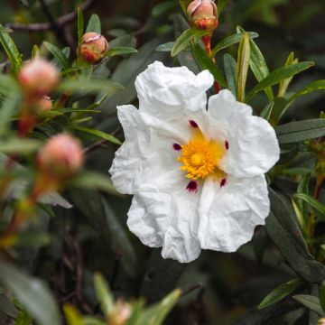 Cistus x loretii - Rockrose