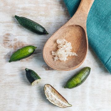 Finger Lime - Microcitrus australasica