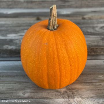 Halloween Pumpkin Jack OLantern - Ferme de Sainte Marthe Seeds