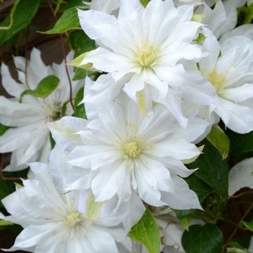 Clematis First Love