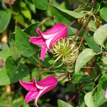 Clematis texensis Princess Diana - Scarlet Leather Flower