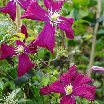 Clematis Madame Julia Correvon