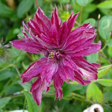 Clématite Rosalyn - Clematis viticella