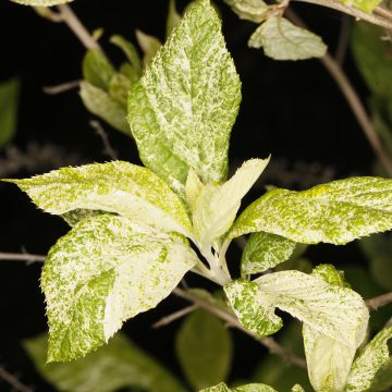 Clethra alnifolia Creels Calico - Sweet pepperbush