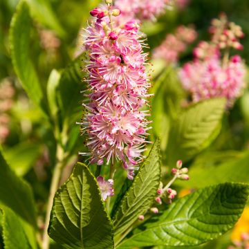 Clethra alnifolia Ruby Spice