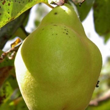 Quince Champion - Cydonia oblonga