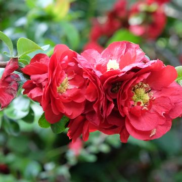 Chaenomeles speciosa Scarlet Storm - Flowering Quince