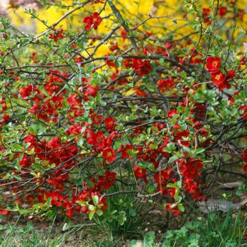 Chaenomeles superba Crimson and Gold - Flowering Quince