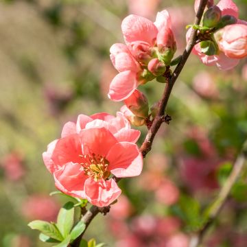 Chaenomeles superba Pink Lady - Flowering Quince