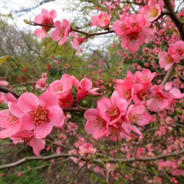Chaenomeles superba Pink Trail - Japanese Quince