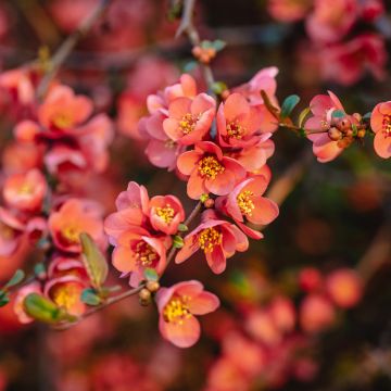 Chaenomeles superba Red Joy - Flowering Quince