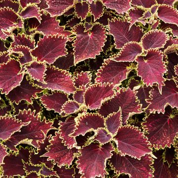 Coleus Vulcan