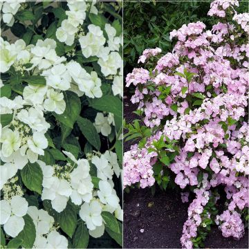 Collection 2 hortensias interspécifiques 