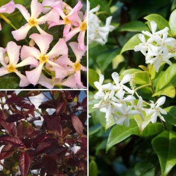 Collection of 3 scented star jasmines