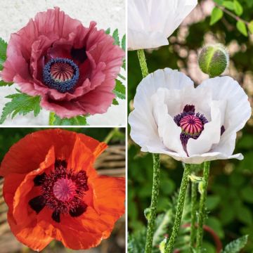 Collection of 3 classic Oriental poppies collection