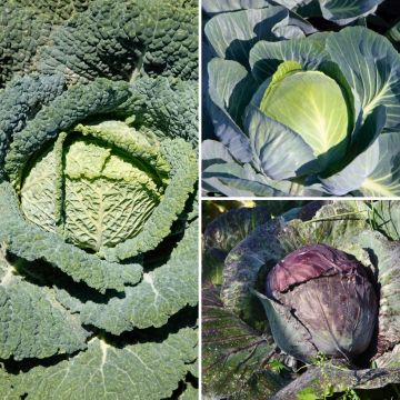 9 cabbage plants