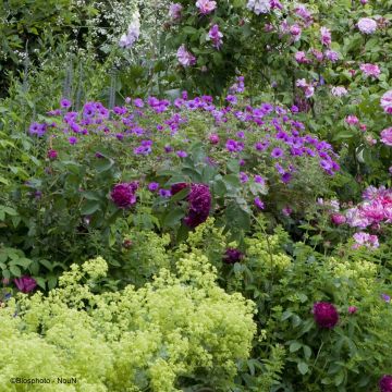 Long Flowering Geranium Collection