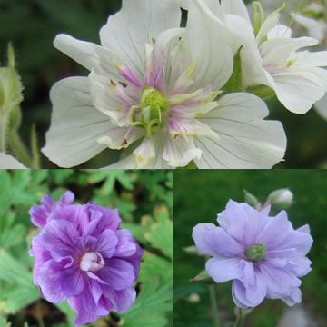 Collection Geraniums Doubles