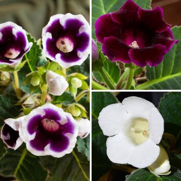 Violet and white Gloxinia collection