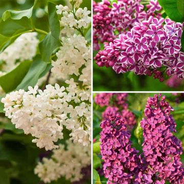 Collection of single-flowered Lilacs