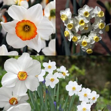 Perfumed Daffodil Collection