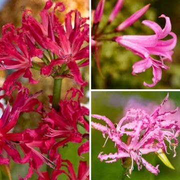 Nerine Collection