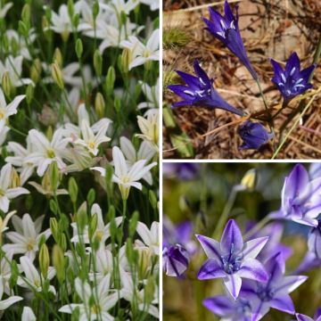 Triteleia Collection