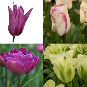 Bucolic Tulip Collection