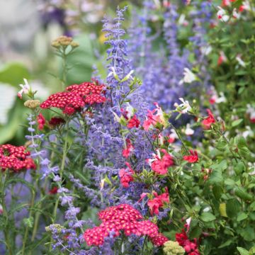 Perennial blue and red collection for a sunny spot - Salvia, Perovskia, Achillea